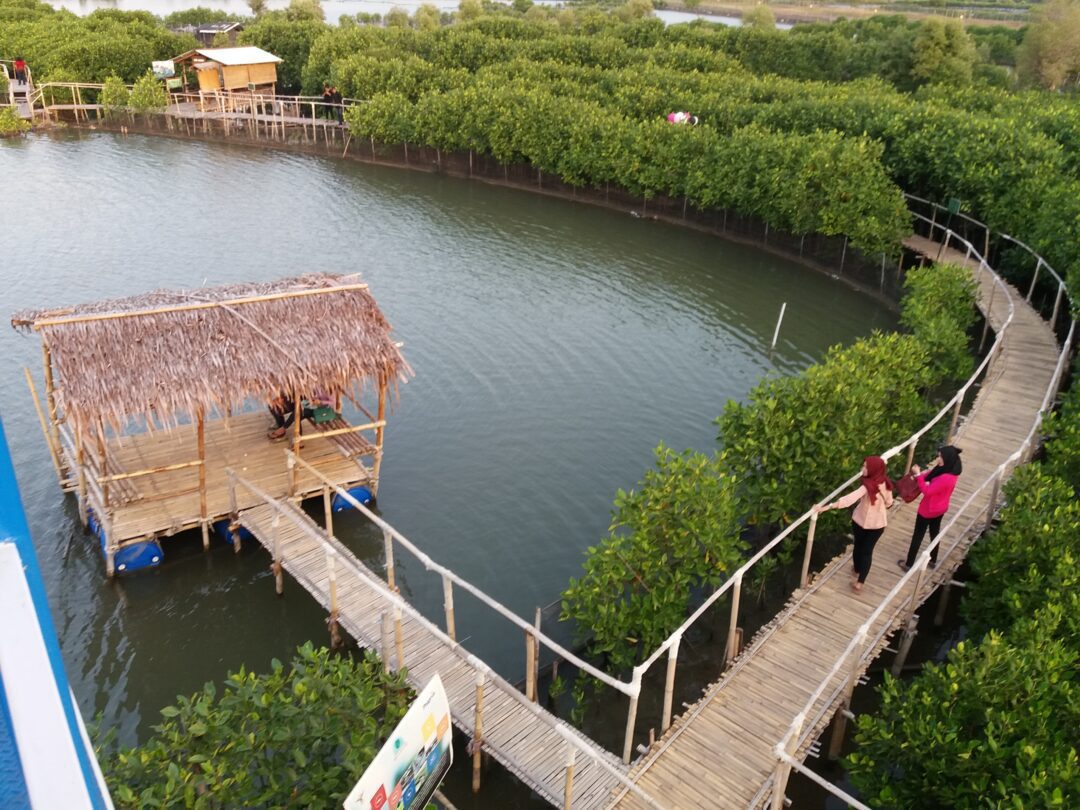 Wisata Semarang untuk Keluarga Maron Mangrove Edupark | niagatour Wisata Semarang untuk Keluarga Maron Mangrove Edupark