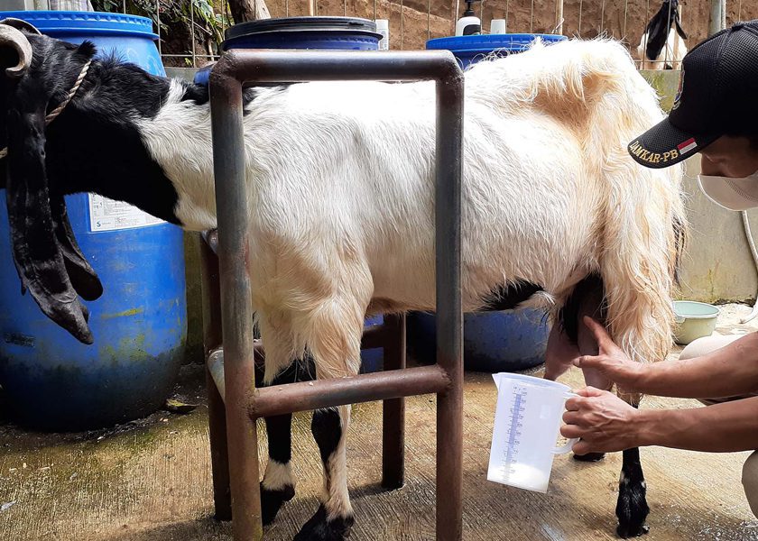 memerah susu kambing etawa desa wisata nglinggo