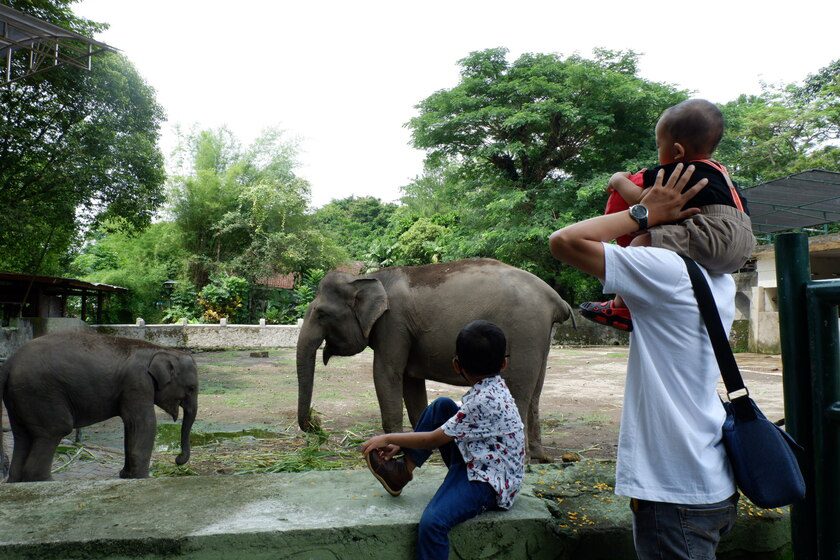 Tempat Wisata Jogja Paling Terkenal Gembira Loka Zoo