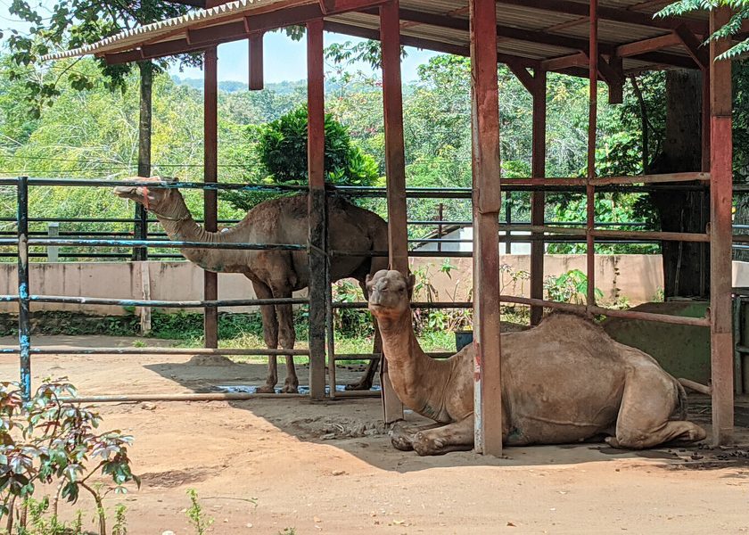 Semarang Zoo tiket masuk 1