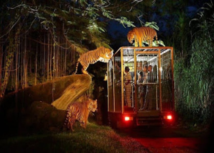 Hewan Apa Saja yang Ada di Bali Safari? Ini Info Seputarnya