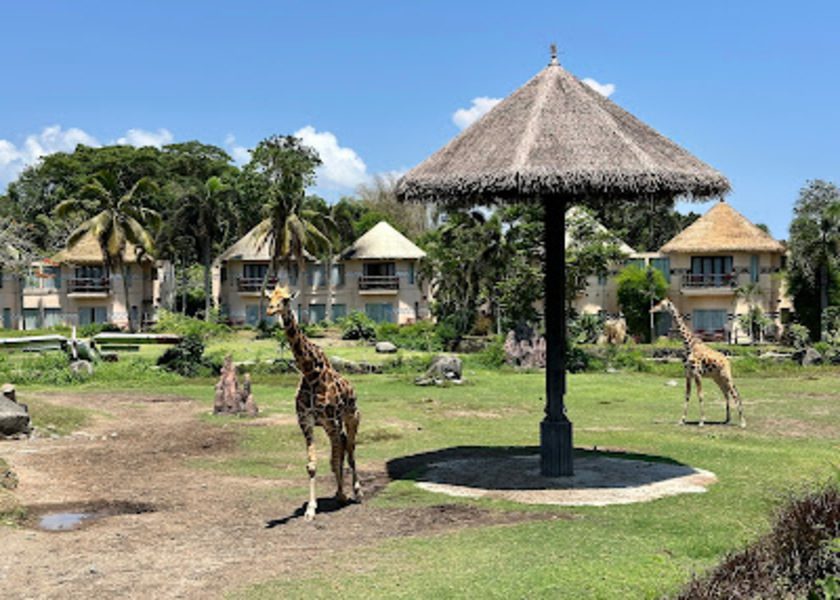 Hewan Apa Saja yang Ada di Bali Safari? Ini Info Seputarnya